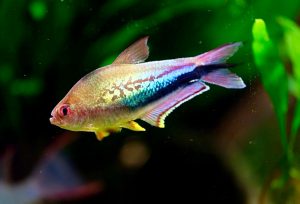 Rainbow tetra (Nematrobrycon Lacortei)