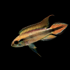 Amazonie – La Maison Du Poisson