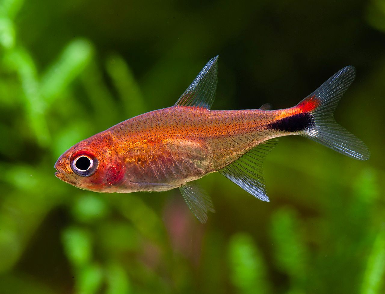 Ruby tetra (Axelrodia Riesei)