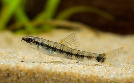 Characidium fasciatum