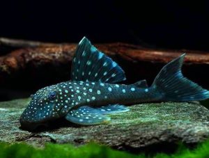 Hemiancistrus Sp. (L128 Blue Phantom)