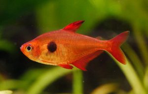 Red Phantom tetra (Megalamphodus Sweglesi)