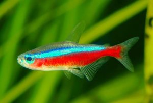 Cardinal tetra (Paracheirodon axelrodi)