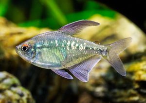 Diamond tetra (Moenkhausia Pittieri)