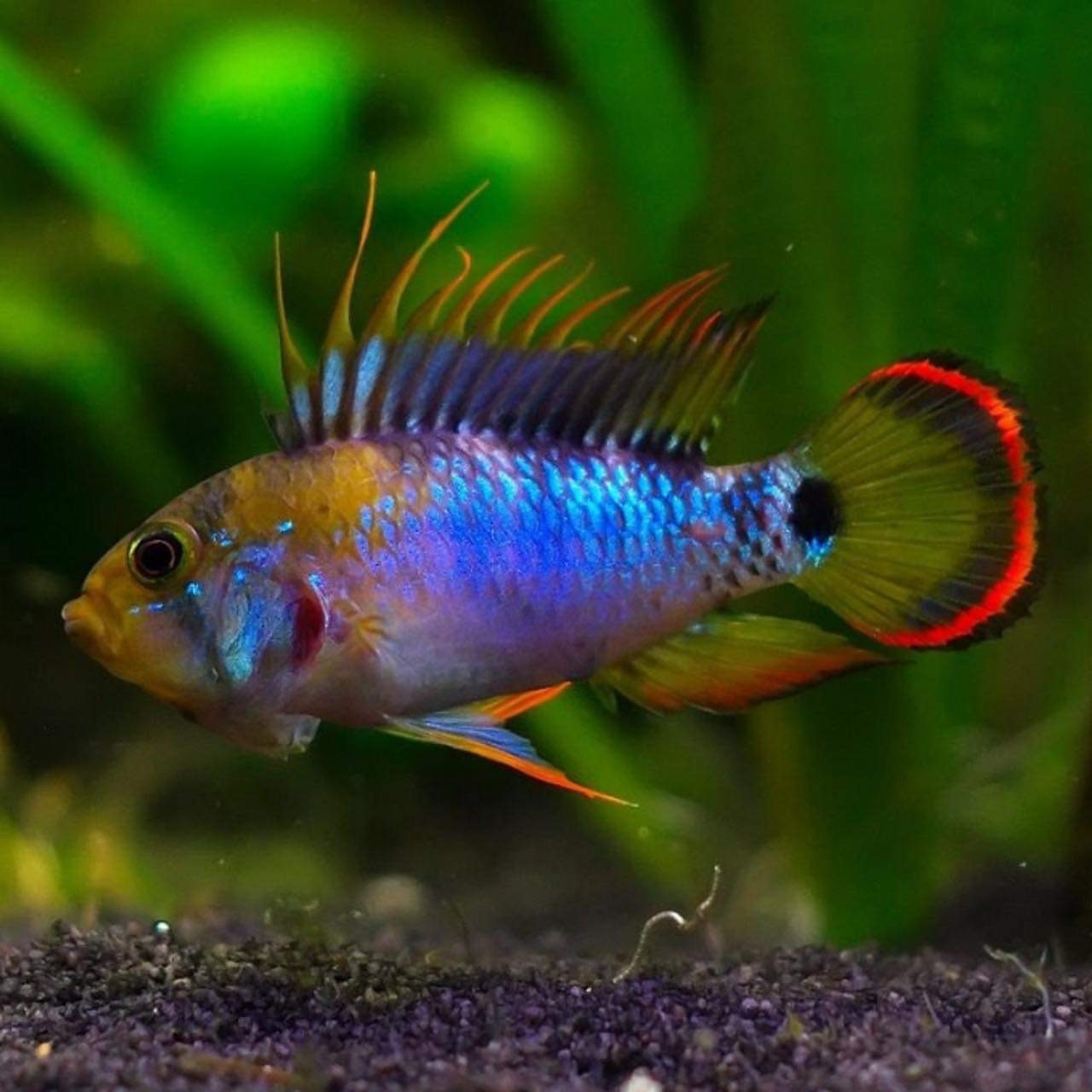 Cichlidés – La Maison Du Poisson